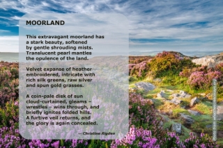 Moorland (by Christine Rigden, from Mis-steps & Dances)