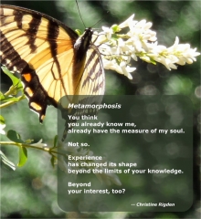 Metamorphosis (by Christine Rigden, from Metamorphosis)